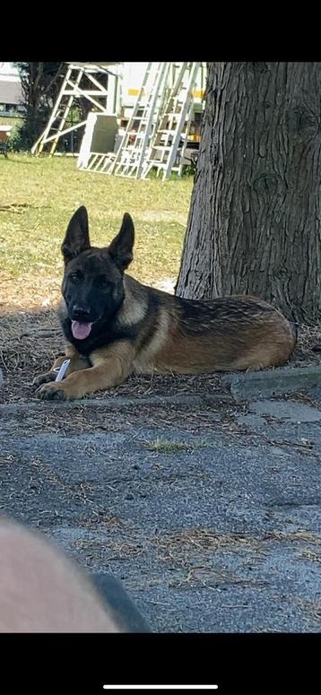 Herder pup duitse herder beschikbaar voor biedingen
