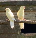 Net uit het blok, kakariki, Dieren en Toebehoren, Meerdere dieren, Parkiet, Tam