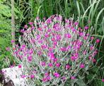 Prikneus plantjes, stekjes, fuchsia kleur, roze kleur, Tuin en Terras, Planten | Tuinplanten, Ophalen, Zomer, Volle zon