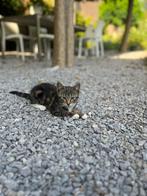 kittens te koop, Dieren en Toebehoren, Katten en Kittens | Overige Katten, Meerdere dieren, Kortharig, 0 tot 2 jaar