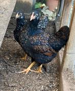 Barnevelder kriel hennen zilver en goudgezoomd, Dieren en Toebehoren, Pluimvee, Vrouwelijk, Kip