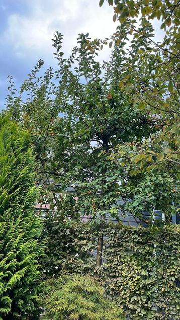 Leiboom sierappeltjes 2 stuks , bloesem beschikbaar voor biedingen