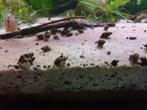 Slak etende slak Helena, Dieren en Toebehoren, Vissen | Aquariumvissen