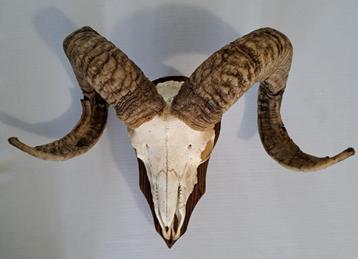 Opgezette schedel ram moeflon hoorn gewei taxidermie skull beschikbaar voor biedingen