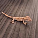 Wimpergekko (Pinstripe), Dieren en Toebehoren, Overige soorten, Tam, 0 tot 2 jaar
