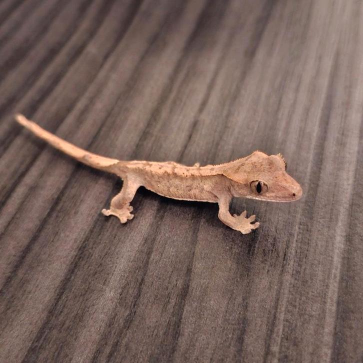 Wimpergekko (Pinstripe)