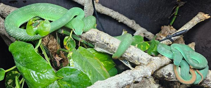 Trimeresurus insularis koppel