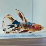 Betta splendens man 64, Dieren en Toebehoren, Vis