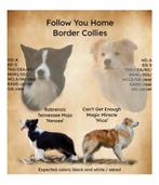 Border Collie pups geplanned begin 2026!, Dieren en Toebehoren, Honden | Herdershonden en Veedrijvers, 8 tot 15 weken, Collie