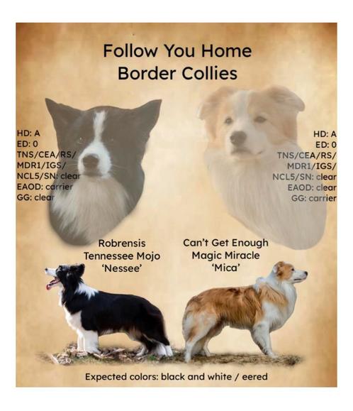 Border Collie pups geplanned begin 2026!, Dieren en Toebehoren, Honden | Herdershonden en Veedrijvers, Meerdere dieren, Collie