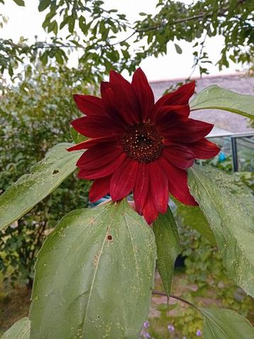 Bruine Zonnebloem Zaden beschikbaar voor biedingen