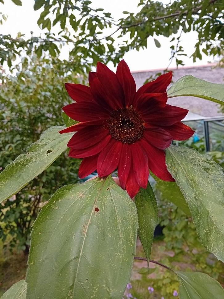 Bruine Zonnebloem Zaden, Tuin en Terras, Planten | Tuinplanten, Eenjarig, Overige soorten, Volle zon, Zomer, Ophalen of Verzenden