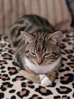 Ik zoek een huisje, Dieren en Toebehoren, Katten en Kittens | Overige Katten, Poes