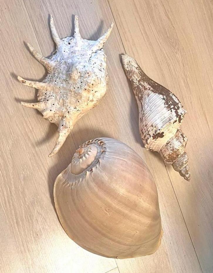 Opvallend Grote Schelpen - Set 3 Stuks, Huis en Inrichting, Woonaccessoires | Overige, Gebruikt, Ophalen