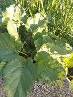 Rabarber planten, Ophalen