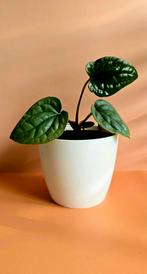 Anthurium luxurians – babyplant , Ophalen of Verzenden, Overige soorten, Minder dan 100 cm