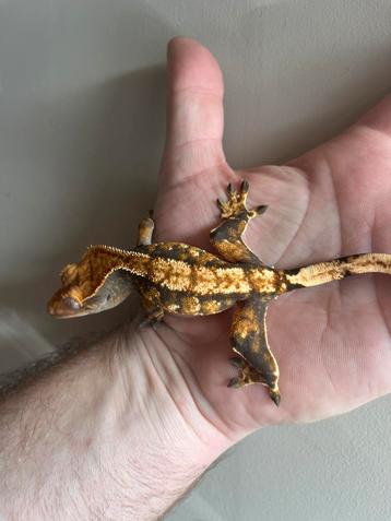 Wimpergekko vrouw beschikbaar voor biedingen