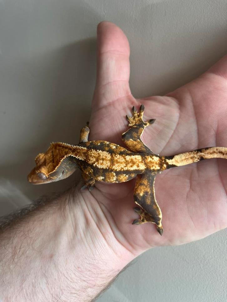 Wimpergekko vrouw, Dieren en Toebehoren, Reptielen en Amfibieën, Hagedis, 0 tot 2 jaar, Tam