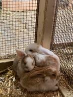 Jonge hangoorkonijnen zoeken een nieuw huisje., Dieren en Toebehoren, Meerdere dieren, Dwerg