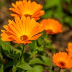 ZAKJE ZAAD GOUDSBLOEM CALENDULA BIOLOGISCH, Ophalen of Verzenden, Volle zon, Zaad