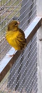 7 Fife Fancy en 2 Raza kanaries onverwant en zitten in de bu, Dieren en Toebehoren, Vogels | Kanaries, Meerdere dieren, Postuurkanarie