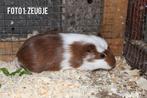 Prachtige baby cavia’s, Dieren en Toebehoren, Knaagdieren, Cavia, November, Meerdere dieren, Tam