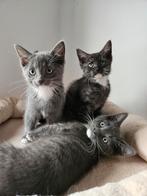 ♡laatste 2 kittens ragdoll maine coon  poesje en kater♡, Meerdere dieren