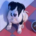 ACE: Tarugo heeft een gouden hart, Dieren en Toebehoren, Particulier, Reu, 8 tot 15 weken, Buitenland