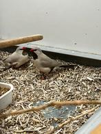 Diverse Tropen, Dieren en Toebehoren, Vogels | Overige Vogels, Meerdere dieren, Tropenvogel, Geringd