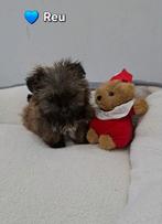 Lieve Boomer x Pekinees pups, Dieren en Toebehoren, Honden | Chihuahua's en Gezelschapshonden, Parvo, 8 tot 15 weken, Meerdere