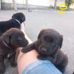 Prachtig mooie labrador/ appenzeller pups, 8 tot 15 weken, Meerdere, Meerdere dieren, Middel