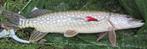 Snoekstreamers met enkele (Tiger Barred) Magnum zonkerstaart, Ophalen of Verzenden, Nieuw, Complete set