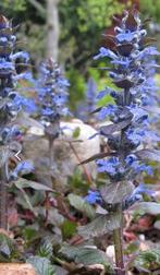 Zenegroen Ajuga Reptans bodembedekker vaste plant, Vaste plant, Ophalen