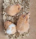 Jonge goudhamsters/ syrische hamsters, handtam, Meerdere dieren, Hamster, Tam