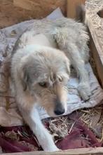 Flora zoekt baasje, Dieren en Toebehoren, Particulier, Rabiës (hondsdolheid), 1 tot 2 jaar, Buitenland