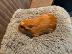Cavia, Mannelijk, Overige soorten