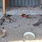 Jonge fazanten, Dieren en Toebehoren, Pluimvee, Meerdere dieren, Overige soorten