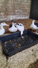 Muskuseenden 4 vrouwtjes, Dieren en Toebehoren, Pluimvee, Vrouwelijk, Eend