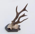 Antiek abnorm zesender REE GEWEI -1927, Verzamelen, Dierenverzamelingen, Ophalen of Verzenden, Gebruikt, Hert, Gewei of Kop