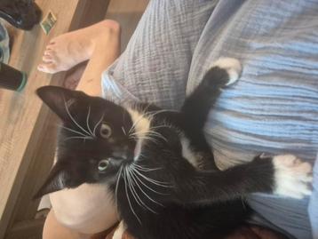 Lief zwart/wit kitten beschikbaar beschikbaar voor biedingen