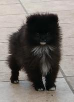 Pomeranian, CDV (hondenziekte), België, Particulier, Keeshond