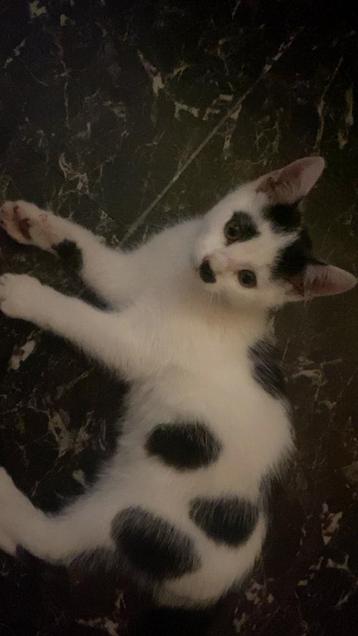 Kitten beschikbaar voor biedingen