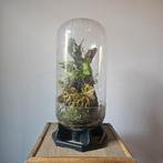 Terrarium / ecosysteem, Huis en Inrichting, Ophalen