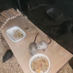 Gerbils pups, Dieren en Toebehoren, Knaagdieren, Meerdere dieren, Overige typen