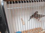 Koppels roodmussen, Dieren en Toebehoren, Meerdere dieren, Tropenvogel, Geringd