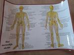 Anatomie Poster - Menselijk Skelet, Ophalen of Verzenden