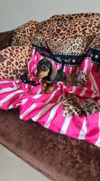 kleine dwergteckel pup,  reutje, Parvo, 8 tot 15 weken, Dwerg, Meerdere