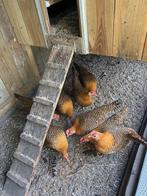 Friese goudpel kriel 2 kippen en een haan, Dieren en Toebehoren, Pluimvee, Meerdere dieren, Kip