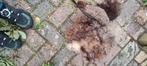 Lieve 2 jarige Bolonka Zwetna reutje, Dieren en Toebehoren, Honden | Chihuahua's en Gezelschapshonden, 1 tot 2 jaar, Eén hond