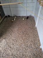 Natuur broed chinese dwerg kwartels, Dieren en Toebehoren, Meerdere dieren, Tropenvogel